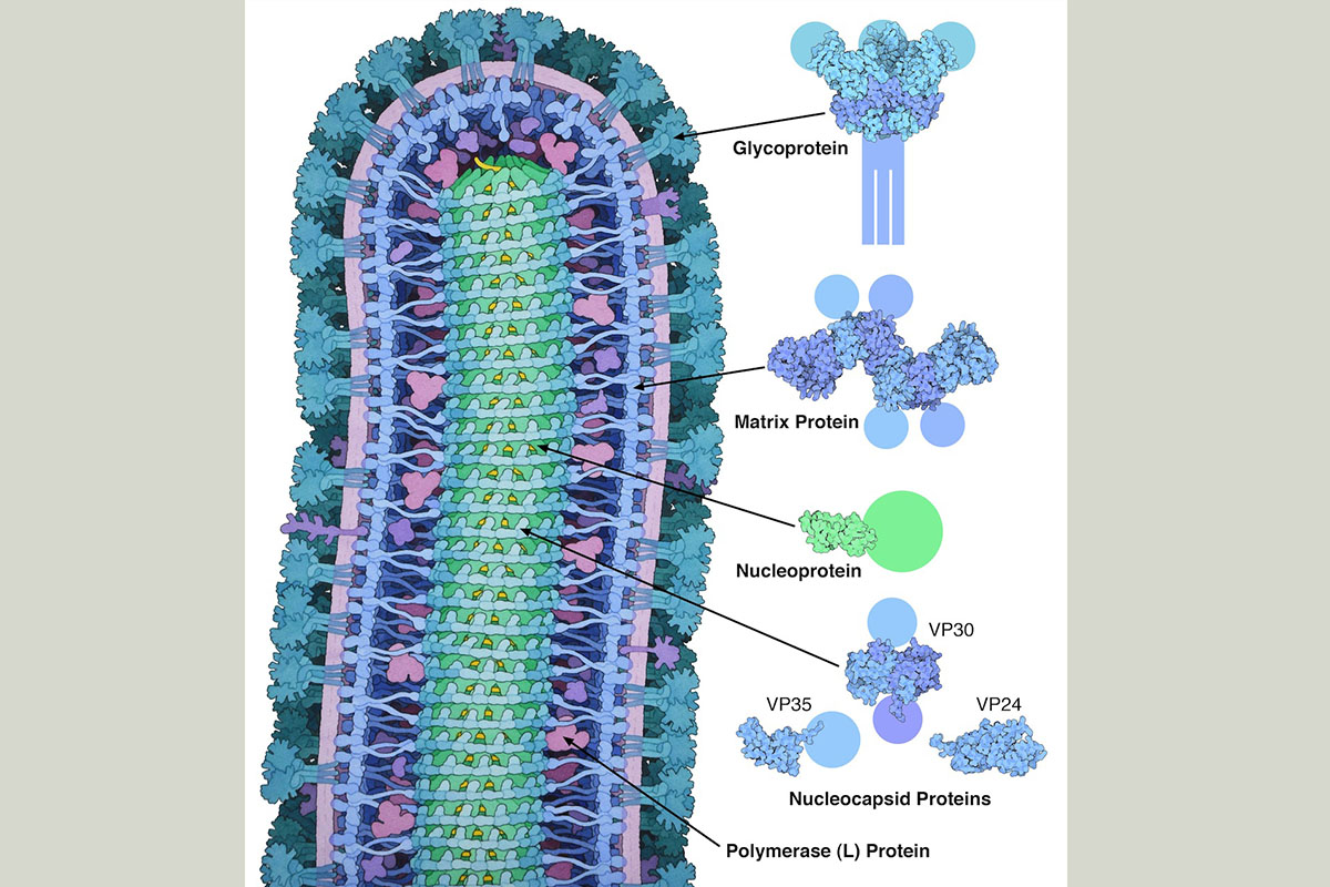 K virus. Прикрепление вируса к клетке. Вирус Эбола микробиология. Вирус Марбург строение вируса.