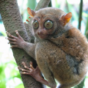 tarsier