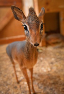 dikdik