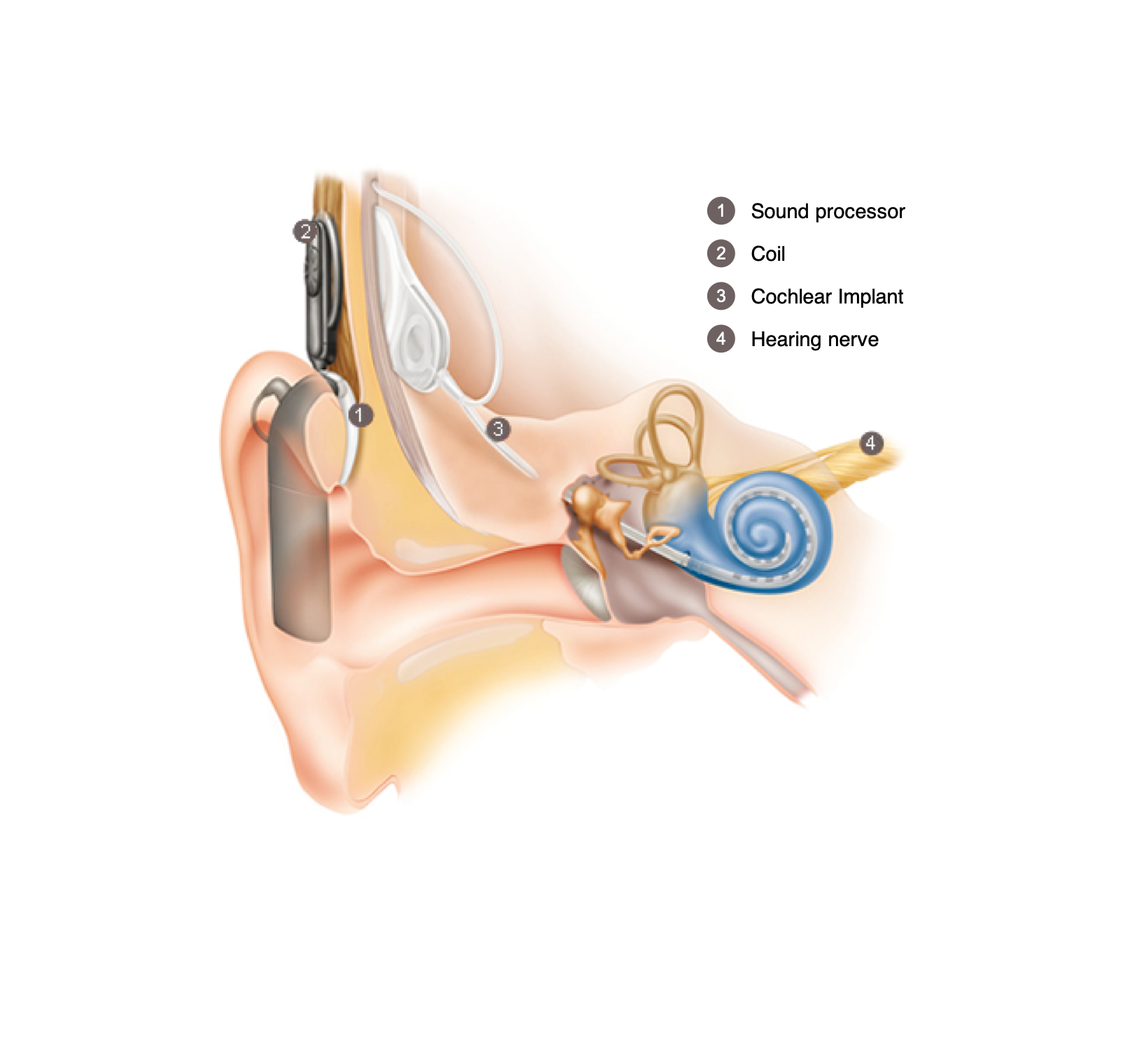 Journey to the Inner Ear – Master Knowledge Visualization