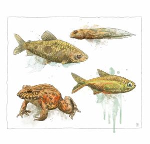 Abb. 1 Illustration Maurus Ambühl