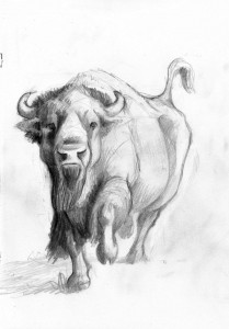 bison sketch2