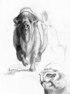 bison sketch3