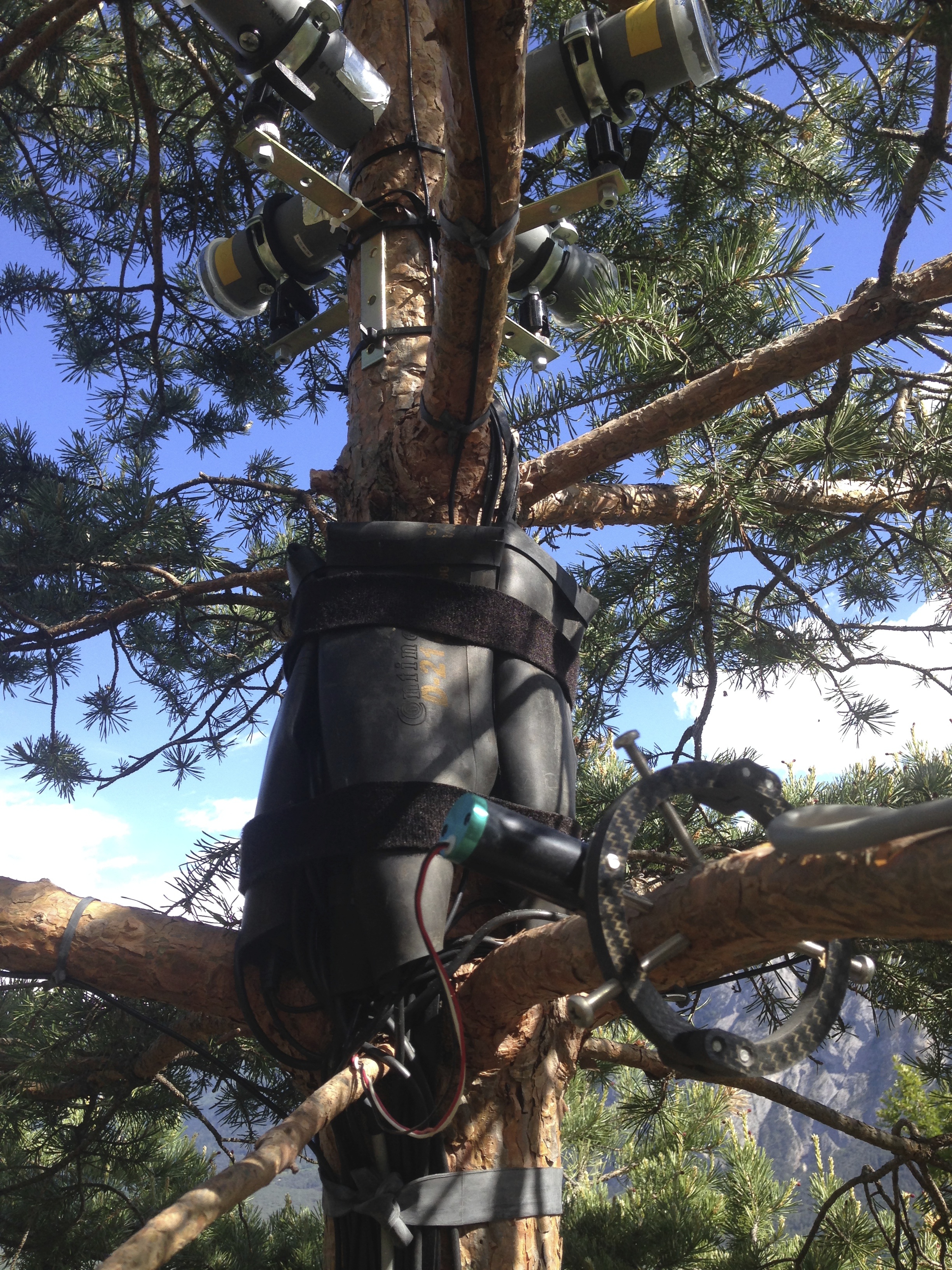 Sensors and cameras on Pinus sylvestris, Salgesch/VS 2014